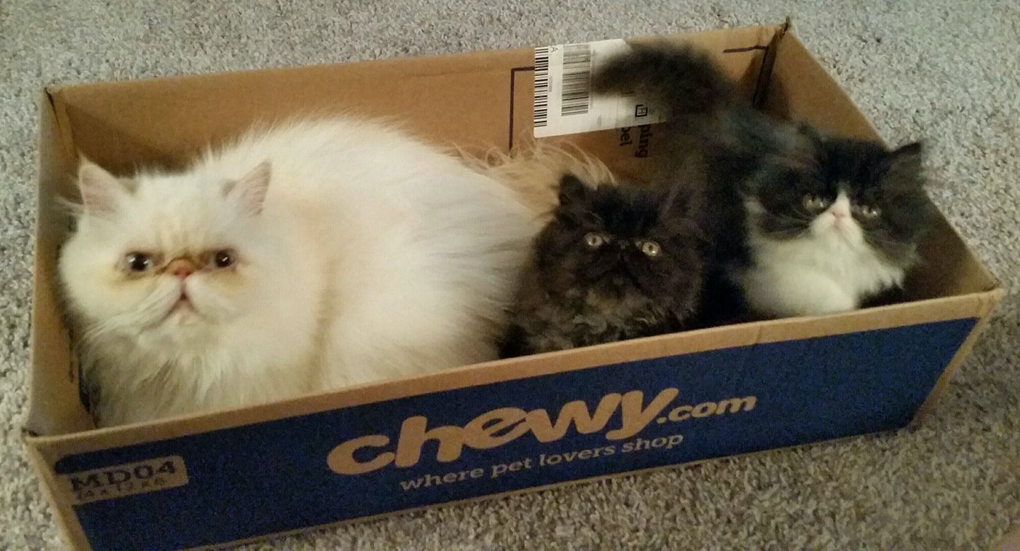 Chewy1