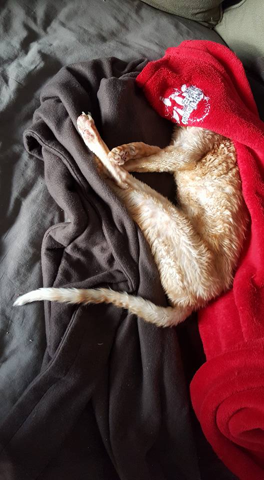 Oliver 2-1.jpg