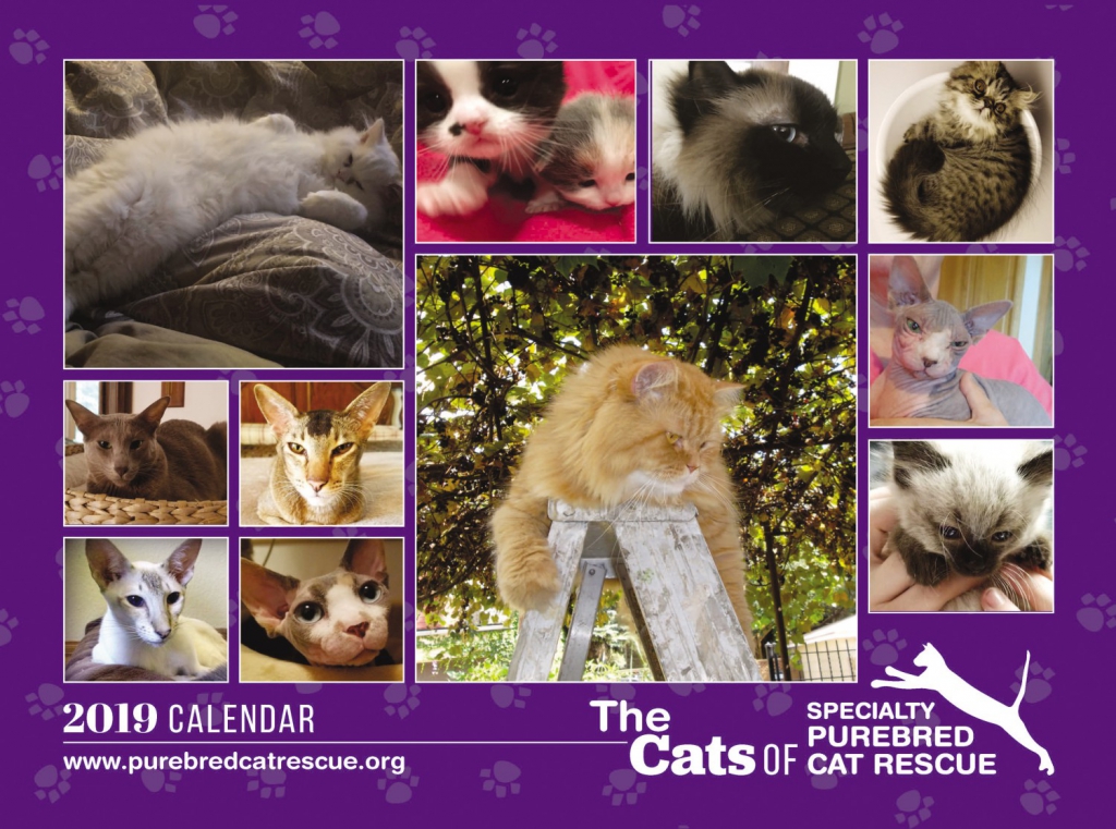 CatRescue_2019_Page_01