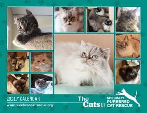 CatRescue_2017_Page_01