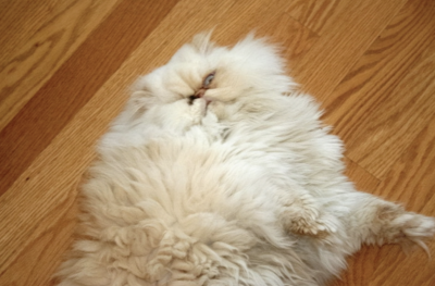 Gizmo