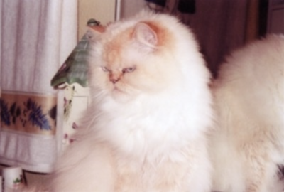 Meisha