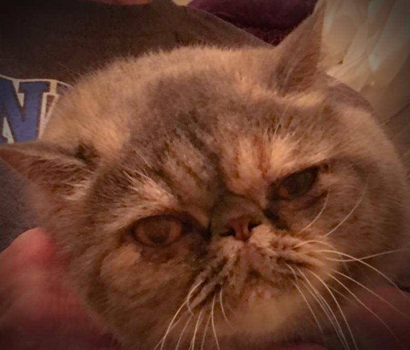 gigi