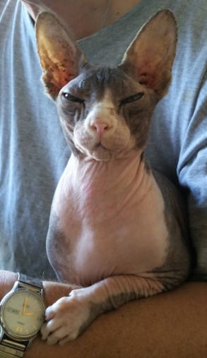 mouseelegant