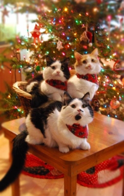 purebred-connection1