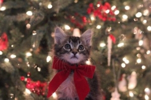 purebred-connection3