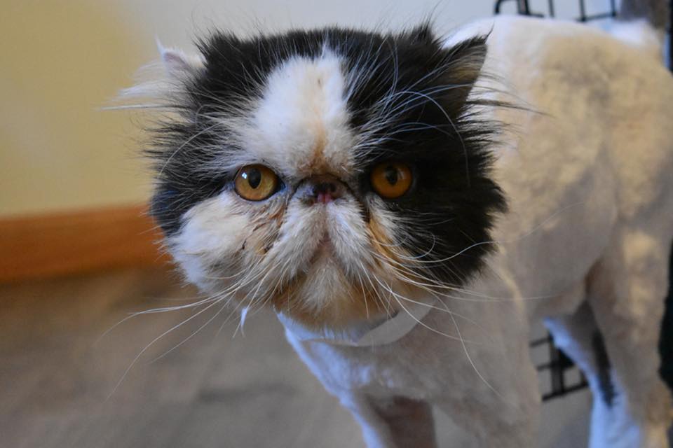 Michigan Persians Specialty Purebred Cat Rescue