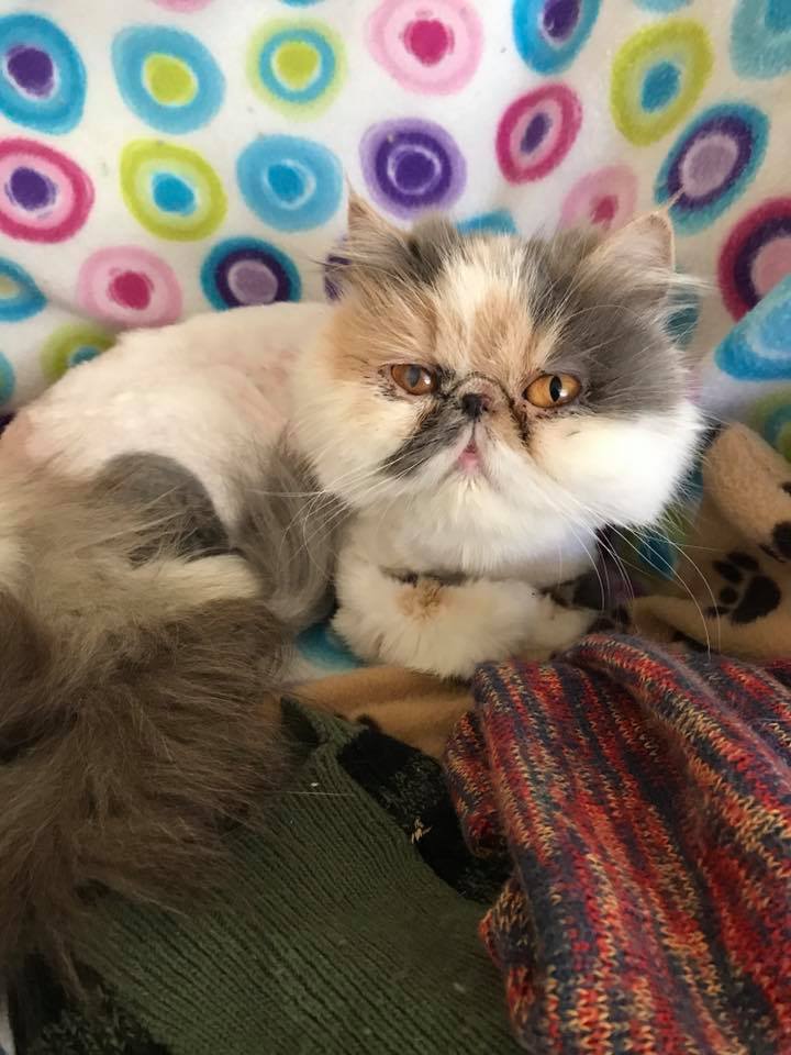 Michigan Persians – Specialty Purebred Cat Rescue