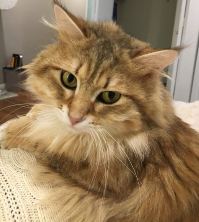 Adopted – Specialty Purebred Cat Rescue