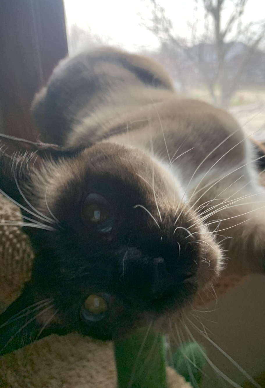 cat selfies tumblr