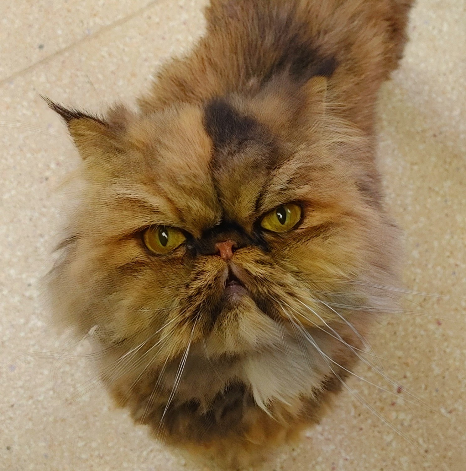 Persian Cats For Sale. Persian Kittens For Sale In Wisconsin