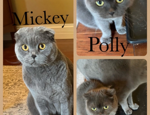 Polly and Mickey