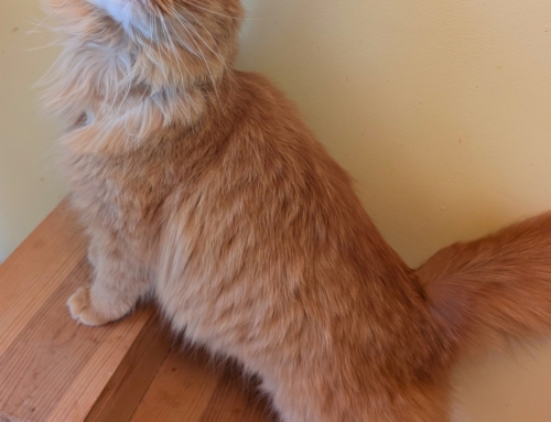 Daphne