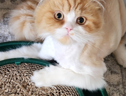 Hammie