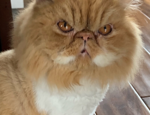 Julius