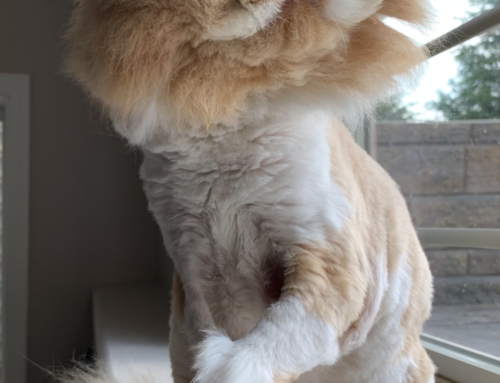 Julius