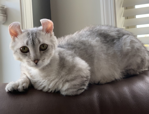Willow