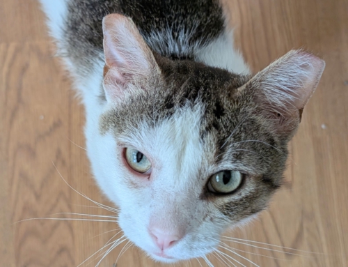 Toby