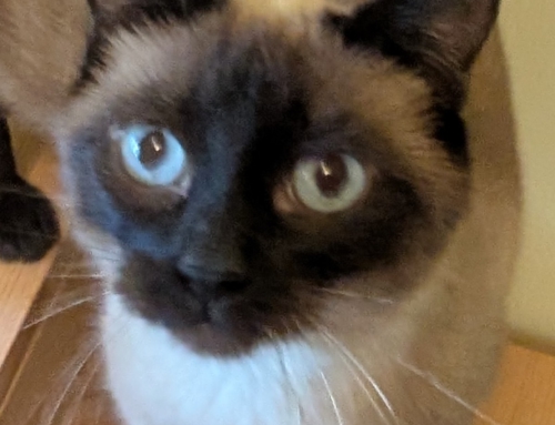 Nova