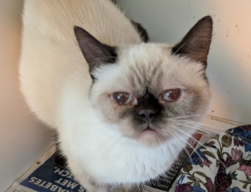 Lulu