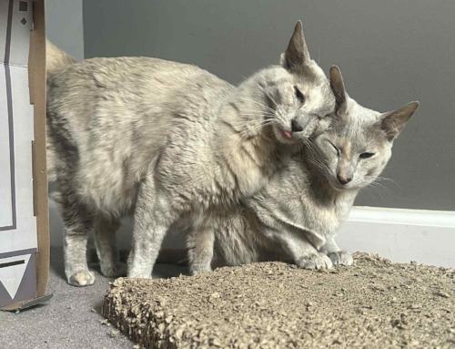 Cinnamon & Nutmeg