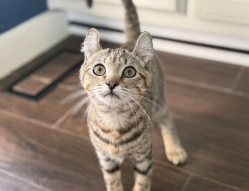 Ron