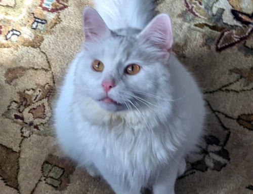 Atticus