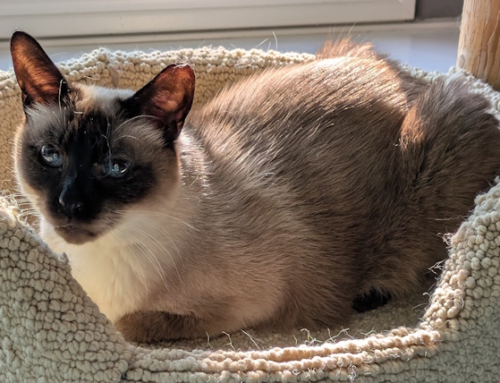Lady Esme