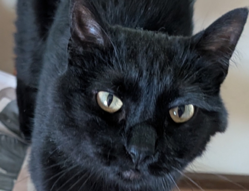 Onyx