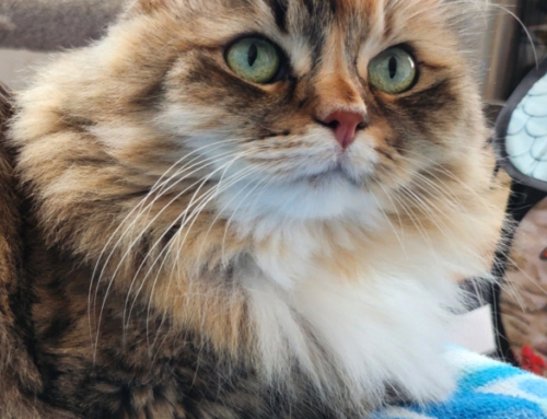 Vera