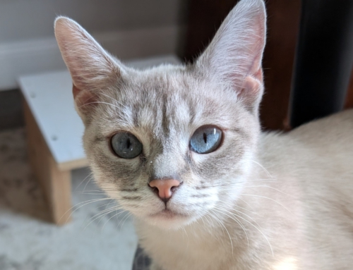 Caramel