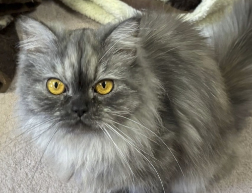 Farrah