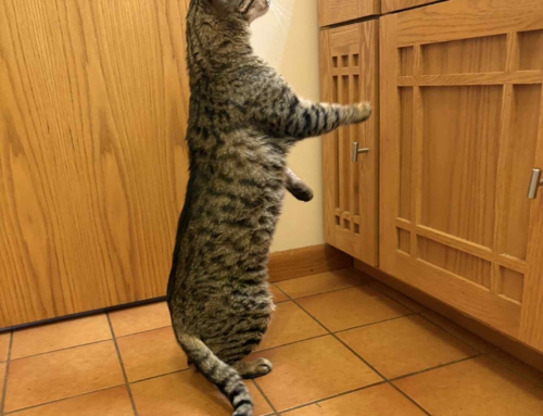 Raja