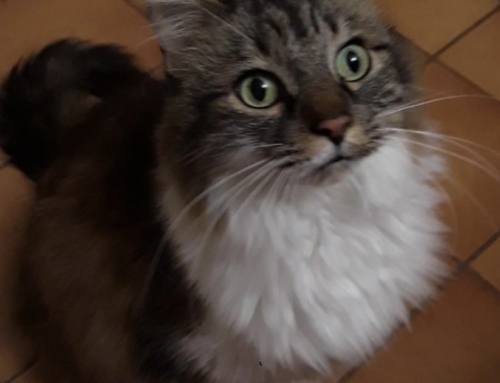 Whiskey