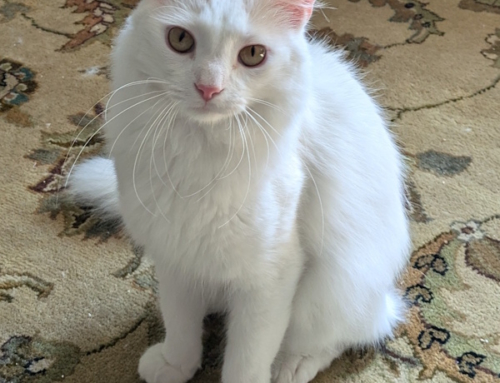 Purrcy