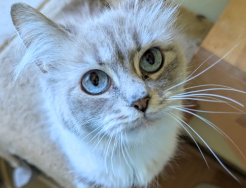 Jackie