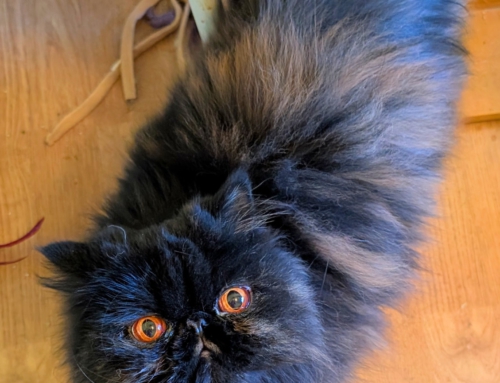 Bella