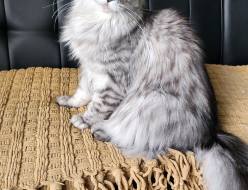 Gracie