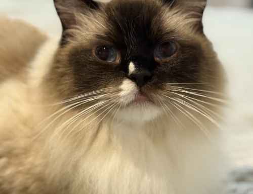 Max