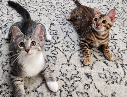 Bongo and Abbey