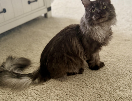 Merlin