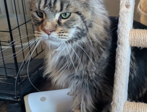 Cyrus