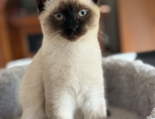 Billy