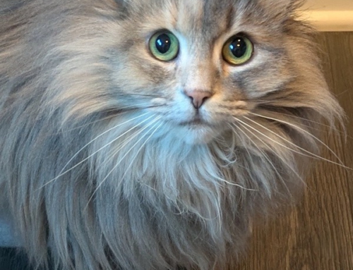 Cream Puff