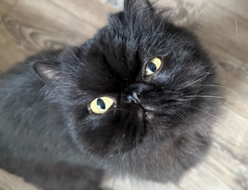 Jax