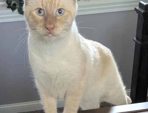 Snowball