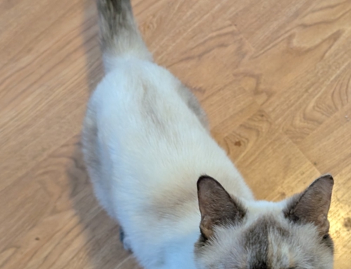 Katy