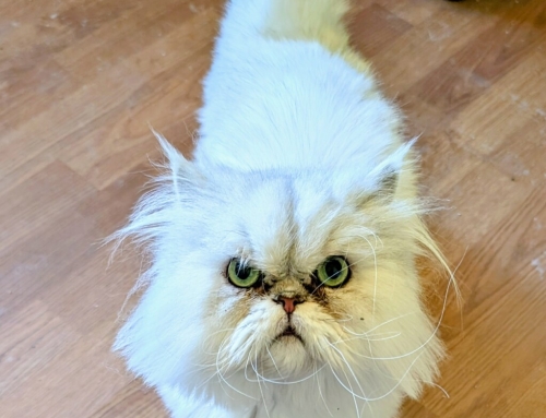 Winston