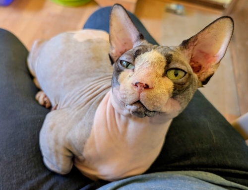 Tuna