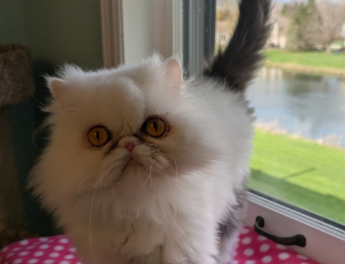 Missy